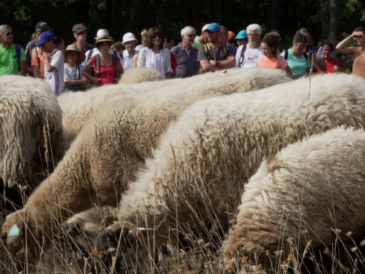 Pastoralisme : le retour&nbsp;!