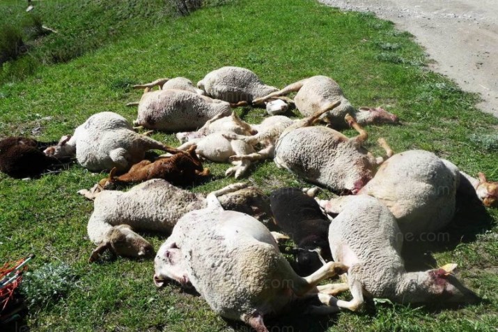 une-vingtaine-de-brebis-et-d-agneaux-ont-ete-partiellement-devores-ces-derniers-jours-dans-les-queyras-par-un-predateur-un-tir-de-defense-pourrait-etre-autorise-800x533