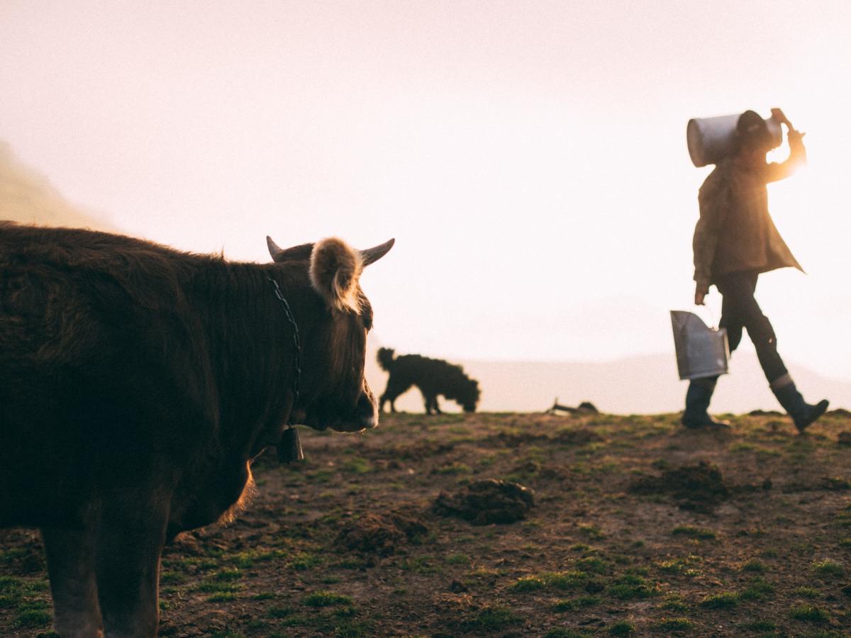 Livrer le lait sur le pas de la porte : un charme&nbsp;moderne