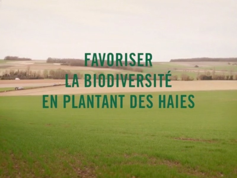 Des haies dans les&nbsp;vignes