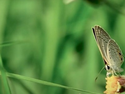 Les indicateurs de biodiversité&nbsp;agricole