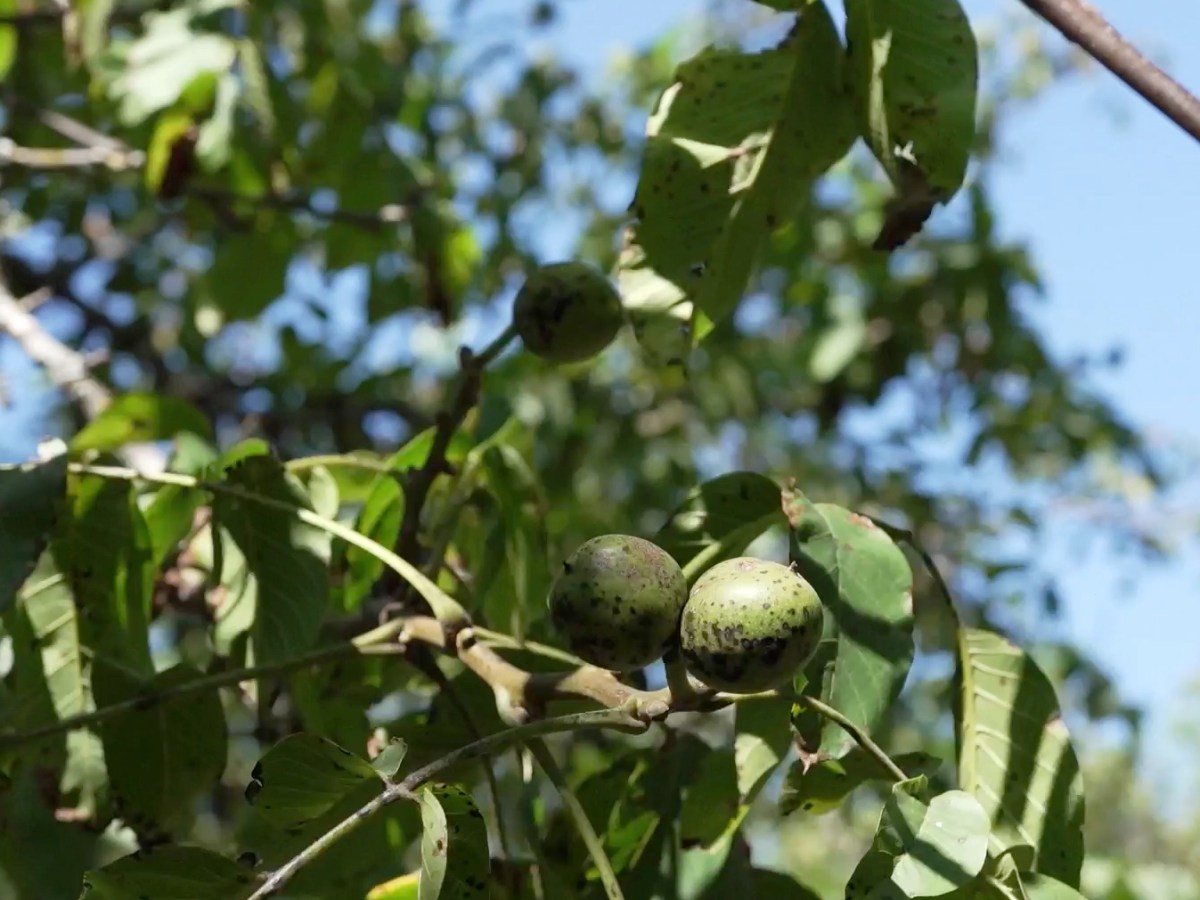 Les alternatives aux phytosanitaires pour la culture du&nbsp;noyer
