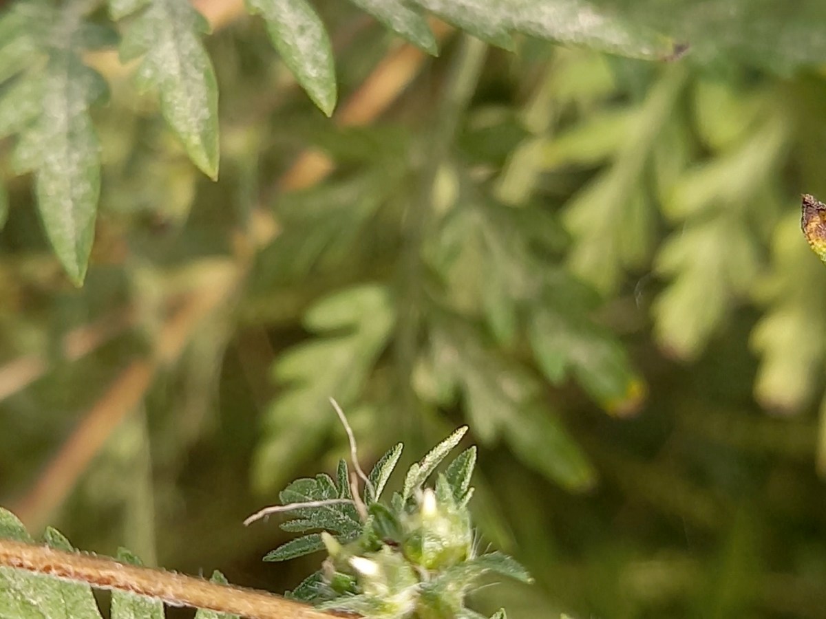 Tout savoir sur l&rsquo;ambroisie : une plante invasive et hautement&nbsp;allergène