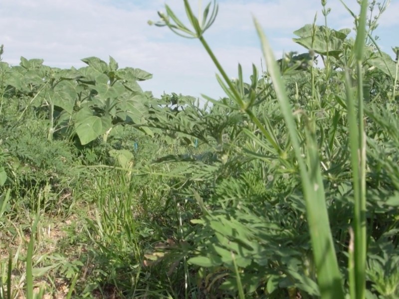 Focus sur l&rsquo;ambroisie : une plante allergique et sa&nbsp;cartographie