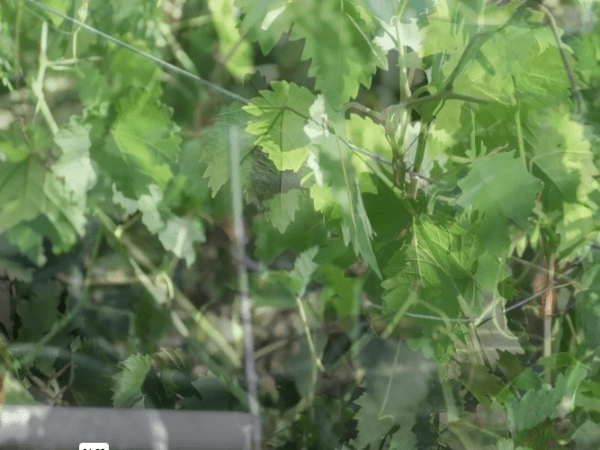 Les variétés résistantes pour lutter contre les&nbsp;bioagresseurs